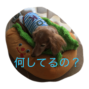 Doog choco is ryu