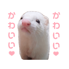 TTS_ferret_sakura