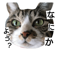 yumetyanodebutyanseikatu