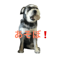 ACE kun 2
