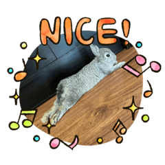 Abby my small rabbit