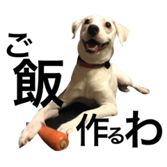 Shiba Inu and Miscellaneous Dog-3