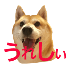 Shiba Inu and Miscellaneous Dog-2