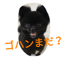 ["Black pomeranian "Ponta""]