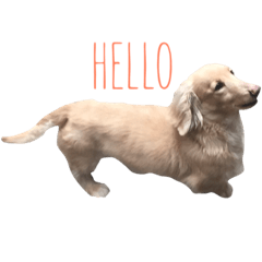 Miniature Dachshund  named milk