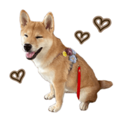 柴犬 Shiba Inu Bonnie