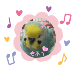 Budgerigar Rainbow Everyday