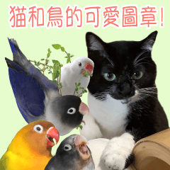 猫，牡丹鸚鵡和文鳥