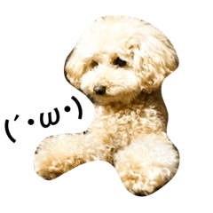 toy poodle thim