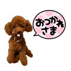 Chocosuke is a very cute.