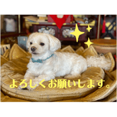 寺犬ゴン太　アラフィフ犬の敬語