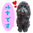 コッカプー犬ルナちゃんのスタンプ