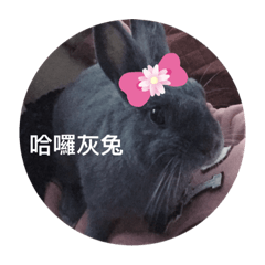 曾大肥的兔生啊