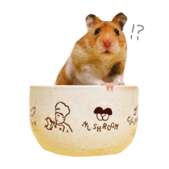 Golden Hamster Guri