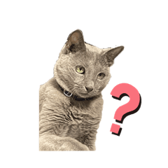 ロシアンブルー風グレー猫写真スタンプ Lineクリエイターズスタンプ Stamplist ロシアンブルー風グレー猫写真スタンプ Lineクリエイターズスタンプ Stamplist