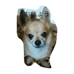 A variety of cute creatures