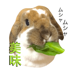 Rabbit Mokazou