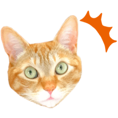 Red tabby cat FUKU