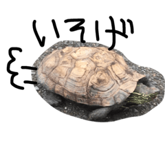 Is my pet turtle. 3rd