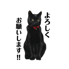 黒猫のチヨちゃん 40種バージョン