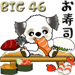 【Big】シーズー犬 46『お寿司』