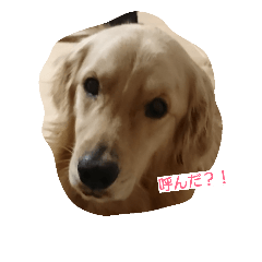 a goldenretriever