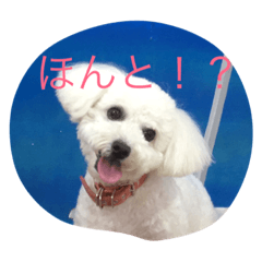 LOVELY BICHON FRISE