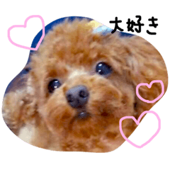 my sweet "Ribon" is a toy poodle.