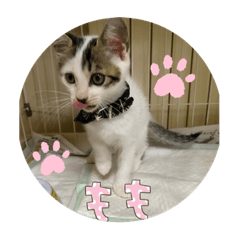 sayuri_20210826154720