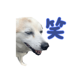 panda_20210826110448