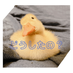 goose_20210826110717