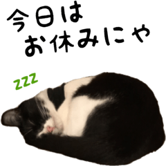 Qoo&Fuku The Cats 7
