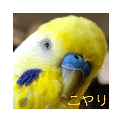 インコのコメとあずき②