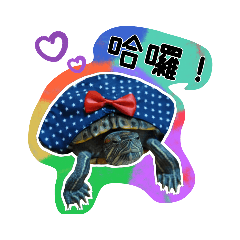 我是可愛的抹茶龜