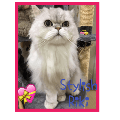 Stylish Persian Cat Riki (English Ver.2)