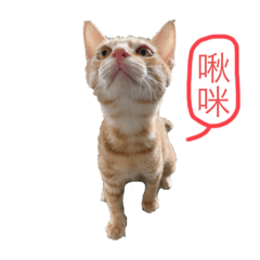 椪柑人生（生活版）