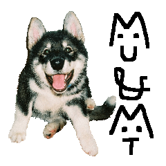 Husky's Musashi and Malamute's Mute