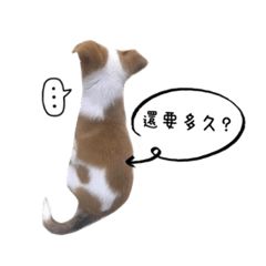 鋼鐵露露的小露露-可愛柯基犬