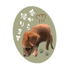 Ringo_20210827122124