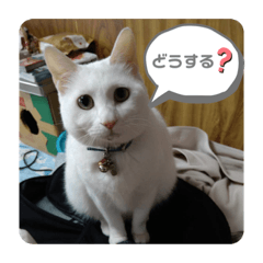 suzu_20210827011557