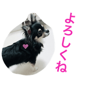 Chihuahua kuu