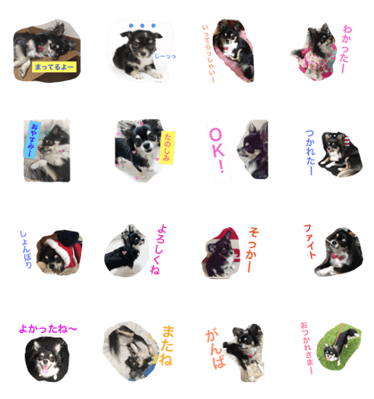 Chihuahua kuu