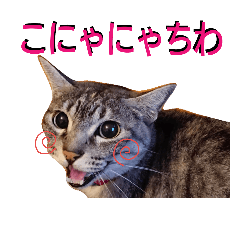 silver tabby cat hinachan 5