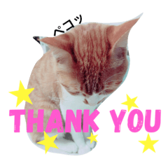 Helloooooooocat