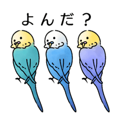 My funny parakeets 2