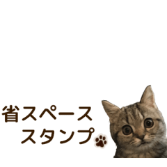 ミヌエットのショコラ子猫写真スタンプ12