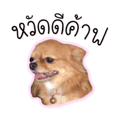 Brown the dog – LINE stickers | LINE STORE