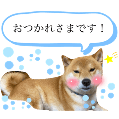 Stickers of lovely shiba dog