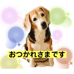 Puppy_20210828012301