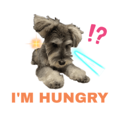 Matthew is Miniature Schnauzar!